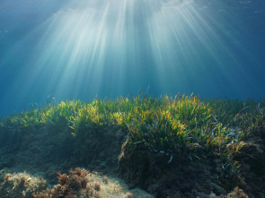 Imagen de Mares supremos - 1