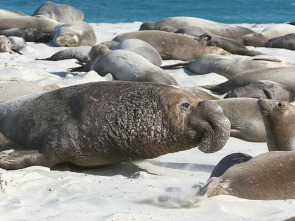 Imagen de La vida secreta de las focas - 1