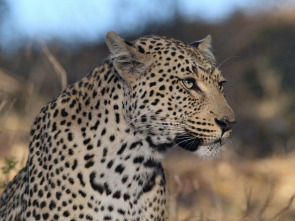 Imagen de La soledad del leopardo - 1