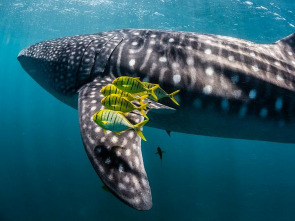 Imagen de Ningaloo. La maravilla del océano de Australia  - 1