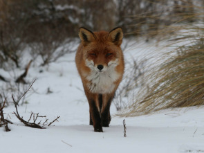 Imagen de Zorros pequeños con una gran personalidad - 1