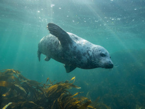 Imagen de Mares en movimiento: El desconocido Báltico - 1