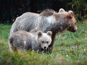Imagen de Eslovenia salvaje - 1