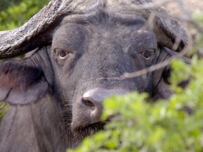 Imagen de Grandes parques...: Chobe: tierra de aprendizaje - 1