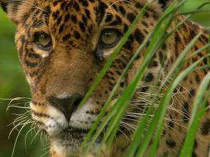 Jaguar, el rey de la jungla