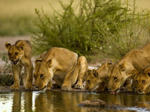 Imagen de Pambara  - 1