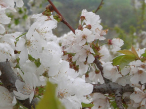 Imagen de Comando Actualidad (T2025): España en flor - 1