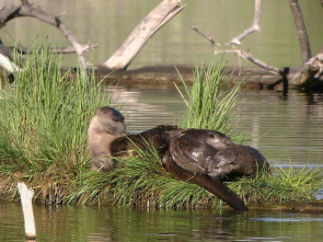 Imagen de Un año en la vida de una nutria - 1