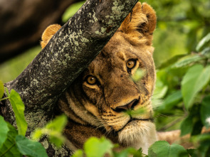 Imagen de Okavango: el río de...: Viaje divino - 1
