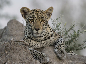 Imagen de El juego de tronos de los leopardos  - 1