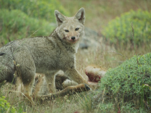 Imagen de Migraciones animales épicas: La Patagonia - 1