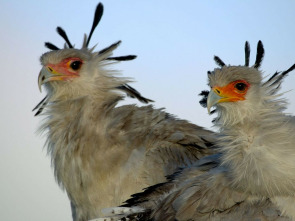 Imagen de Grandes especies de...: Grandes felinos - 1