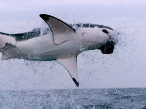 Imagen de Los supervivientes...: Los 20 mejores cazadores - 1