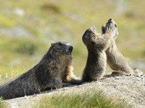 Imagen de El clan de las marmotas - 1