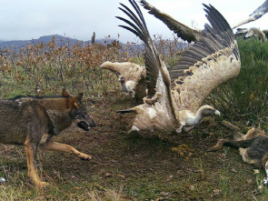 Imagen de Territorio salvaje: El territorio del lince ibérico - 1