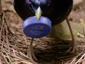 Imagen de Profesiones salvajes: Carniceros - 1