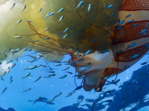 Imagen de El mundo de los oceanos: Legado - 1