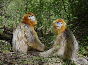 Imagen de Recuerdos de un Langur Chato Dorado - 1