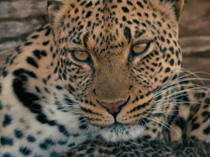 Imagen de Mashatu: tierra de leopardos - 1