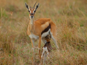 Imagen de Dehesabana: Dos lugares, una vida salvaje - 1