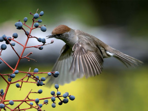 Imagen de Belleza y seducción...: El poder de la atracción - 1