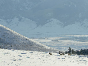 Imagen de Diarios de Yellowstone: Otoño - 1