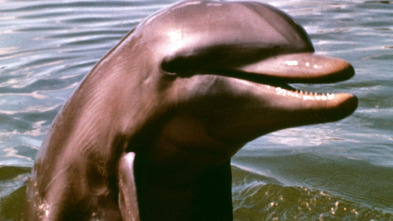 Imagen de Mi amigo Flipper - 3