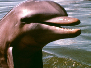 Imagen de Mi amigo Flipper - 1