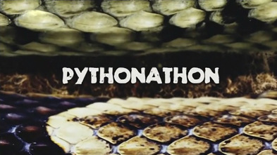 Imagen de Caza a la pitón birmana - 4