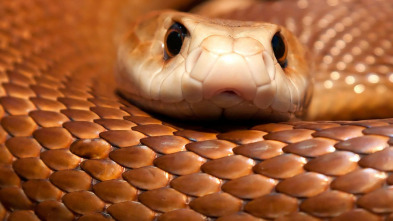 Imagen de Superdepredadores de América - 10