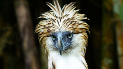 Imagen de Wild Filipinas: Paraíso salvaje - 5