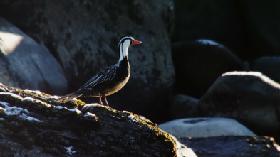 Imagen de Wild Chile: Los extremos de la Tierra - 5