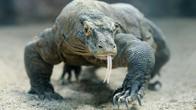 Imagen de Dragones de Komodo - 10
