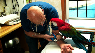 Imagen de El increíble doctor Pol: 