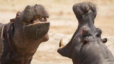 Imagen de El lado salvaje de África: Los grandes arquitectos naturales - 5