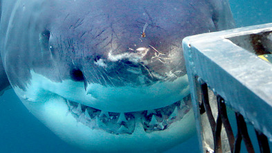 Imagen de Tiburones que se lo comían todo - 4