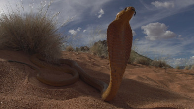 Imagen de Serpientes de leyenda: Cobras - 9