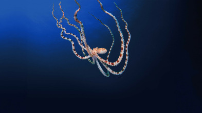 Imagen de Los secretos de los pulpos  - 4