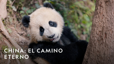 Imagen de China: El camino eterno: En buena compañía - 4