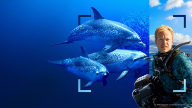 Imagen de Delfines en primer plano con Bertie Gregory - 4