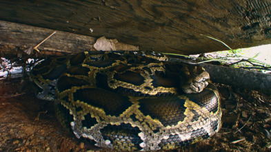 Imagen de La invasión de la pitón - 8