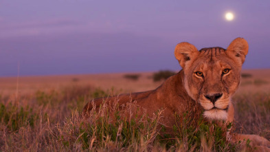 Imagen de Safari letal: Batallas entre grandes felinos - 8