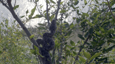 Imagen de El mundo secreto de...: África - 8