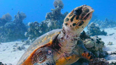 Imagen de El Mar rojo: un jardín en evolución - 4