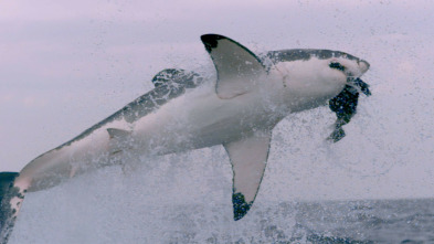 Imagen de Ataques de tiburones: acceso exclusivo  - 8