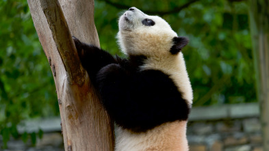 Imagen de Escuela de pandas: El estilo panda - 4