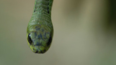 Imagen de El mundo secreto de...: América y Australia - 10