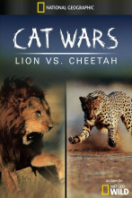 Imagen de Guerras felinas: leones contra guepardos - 12