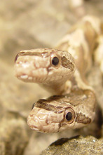 Imagen de Caza a la pitón birmana - 3