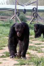 Imagen de Escuela de chimpancés - 3